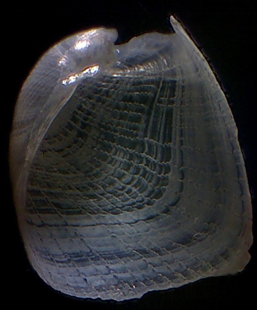 Philine angulata